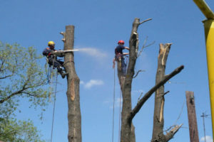 Спил деревьев в Нижегородской области